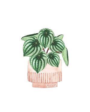 Watermelon pepperomia plant